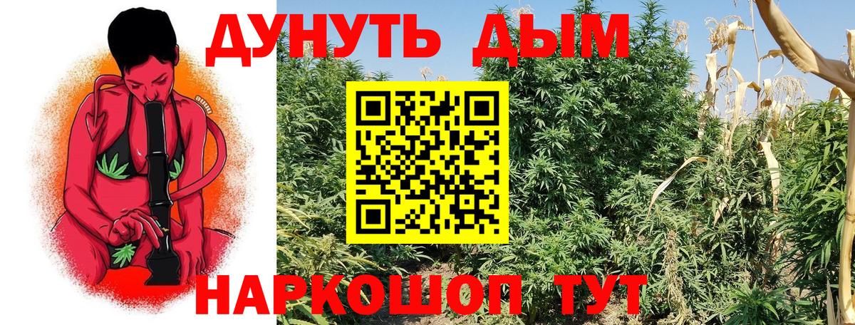 Бошки марихуана сатива Санкт-Петербург